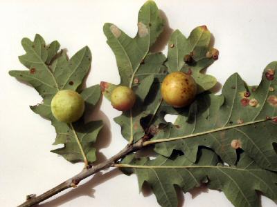 Fresh Nutgalls (popularly called 'Oak Apples') collected from an oak tree in Kent, UK, October 2001, photograph by R. D. Wood