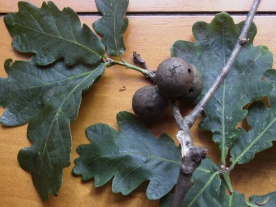 Old Nutgalls collected from an oak tree in Kent, UK, July 2001, photograph by R. D. Wood